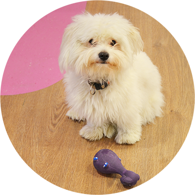 Therapiehund Tinkerbell